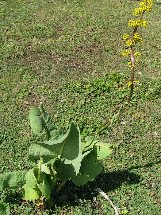 Image of Ligularia macrophylla specimen.