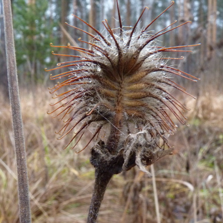 Изображение особи Geum rivale.