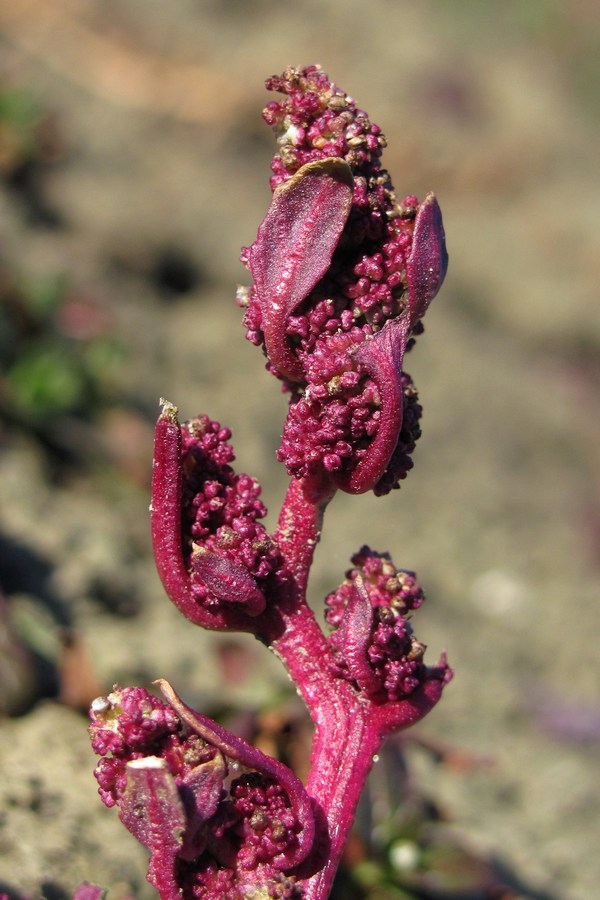 Image of Oxybasis chenopodioides specimen.