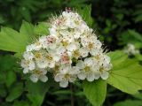 Crataegus dahurica. Соцветие. Хабаровский край, Ванинский р-н, окр. пос. Высокогорный. 16.06.2013.