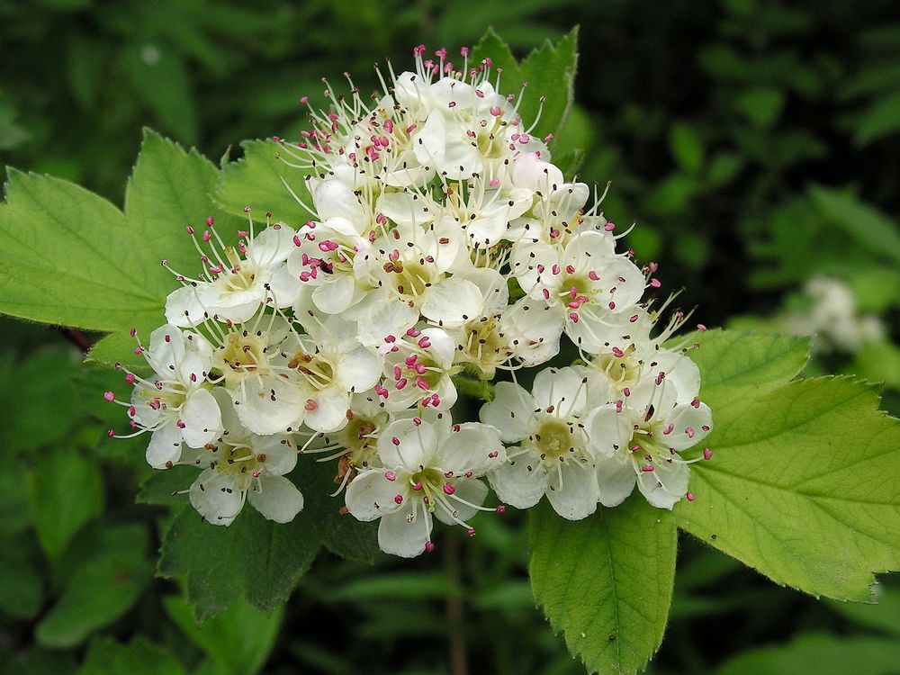 Изображение особи Crataegus dahurica.