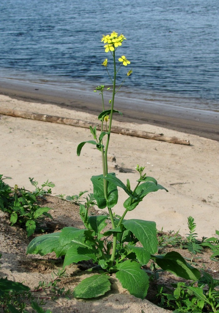 Изображение особи Brassica campestris.