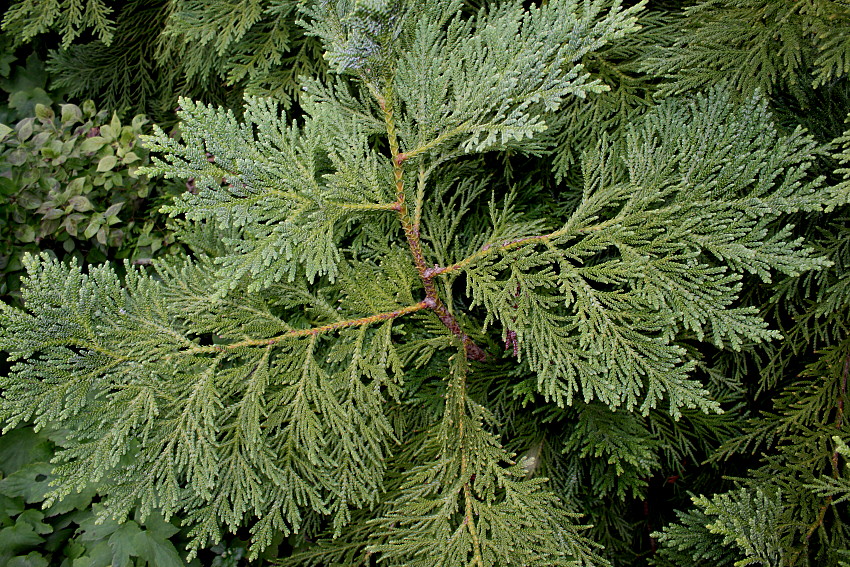 Image of Thujopsis dolabrata specimen.