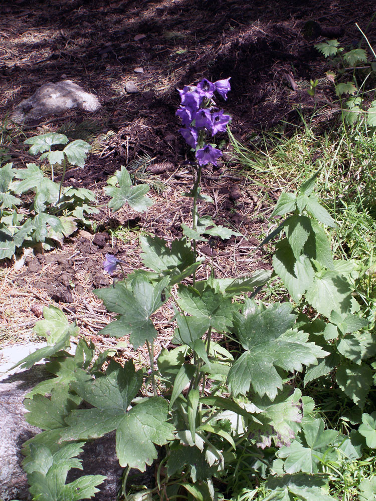 Изображение особи Delphinium iliense.