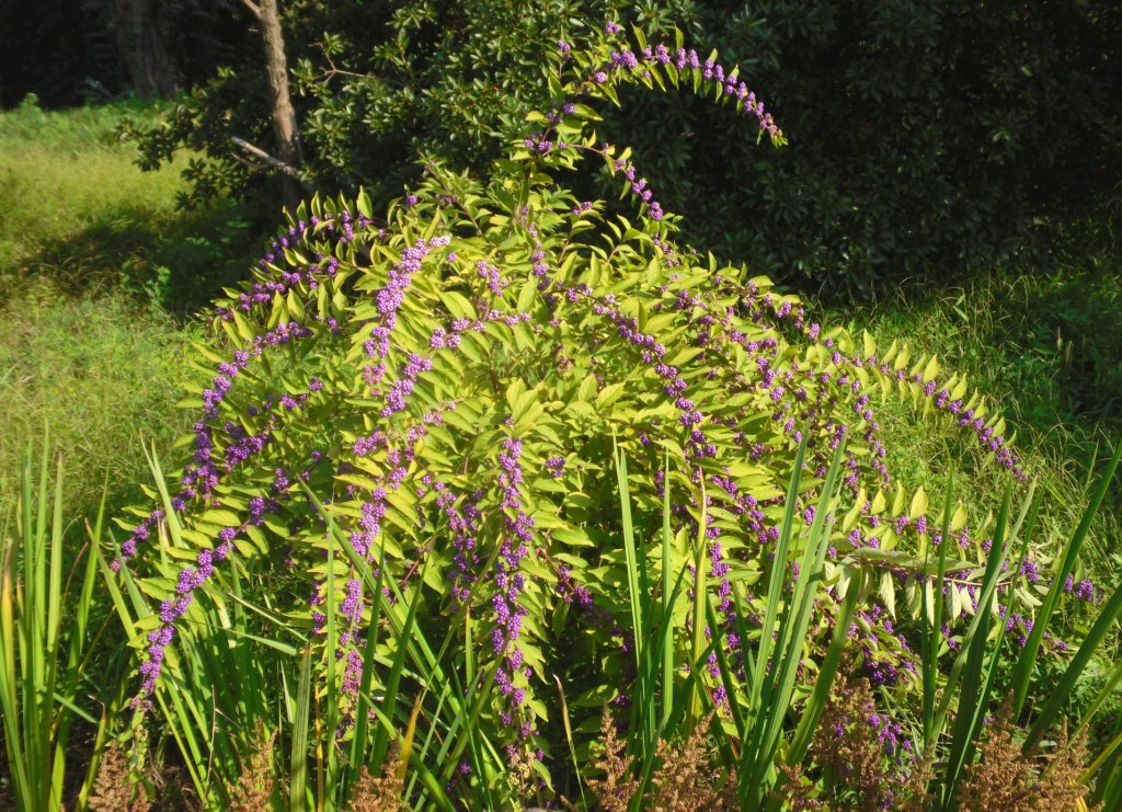 Image of genus Callicarpa specimen.