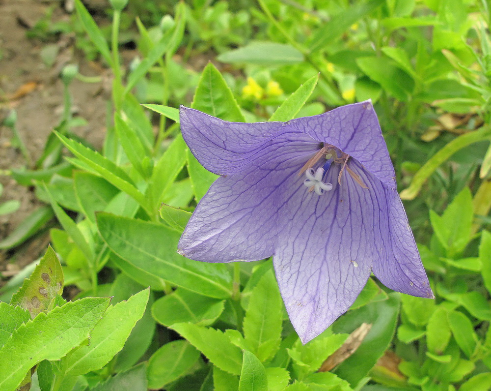 Image of Platycodon grandiflorus specimen.