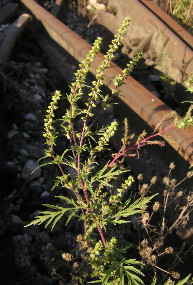 Image of Ambrosia artemisiifolia specimen.