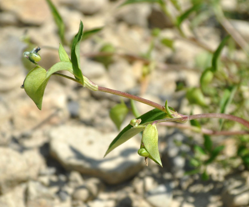 Изображение особи Commelina communis.