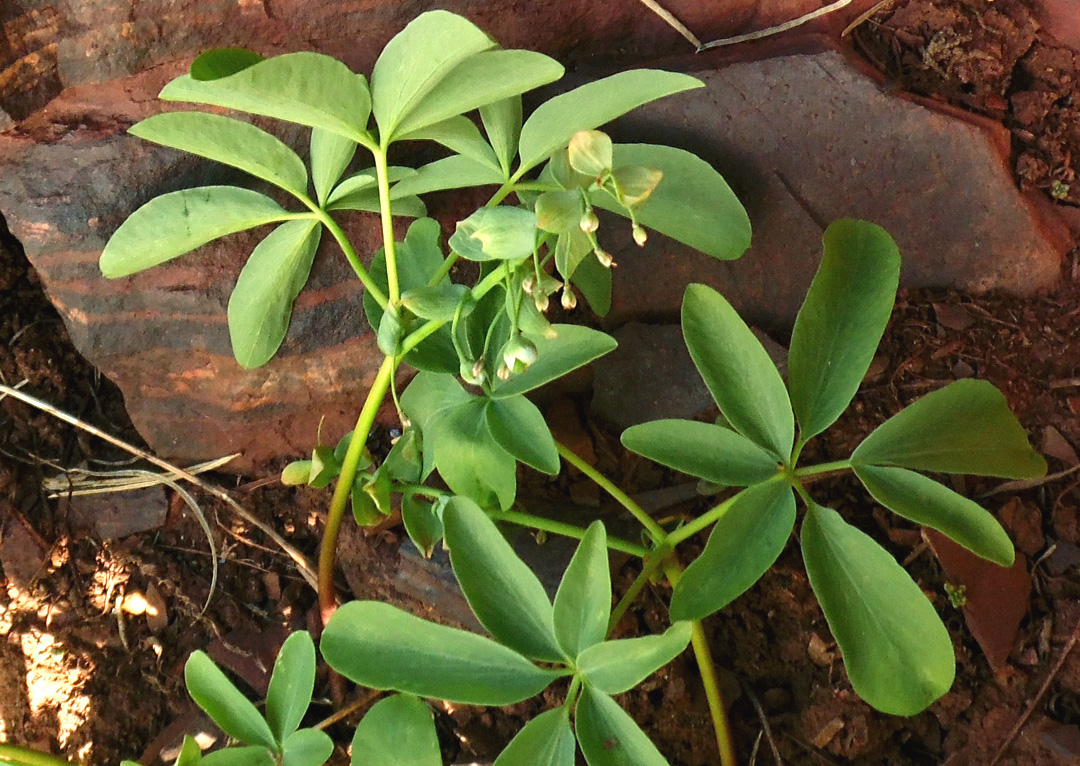 Изображение особи Gymnospermium odessanum.