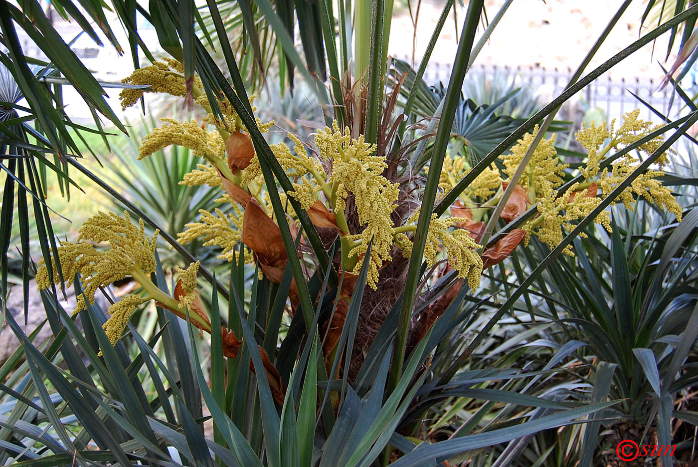 Изображение особи Trachycarpus fortunei.