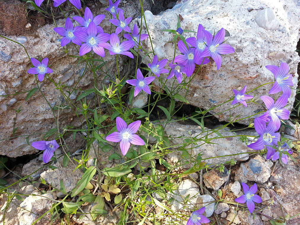 Изображение особи род Campanula.
