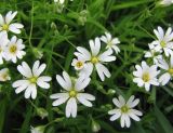 Stellaria holostea. Цветки. Тамбовская обл., Петровский р-н, окр. с. Покровское, лесополоса. 10.05.2014.