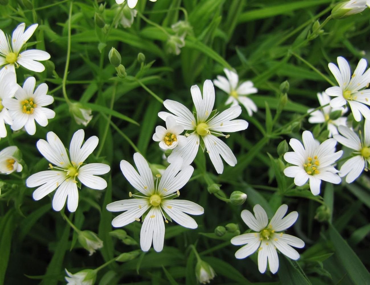 Изображение особи Stellaria holostea.