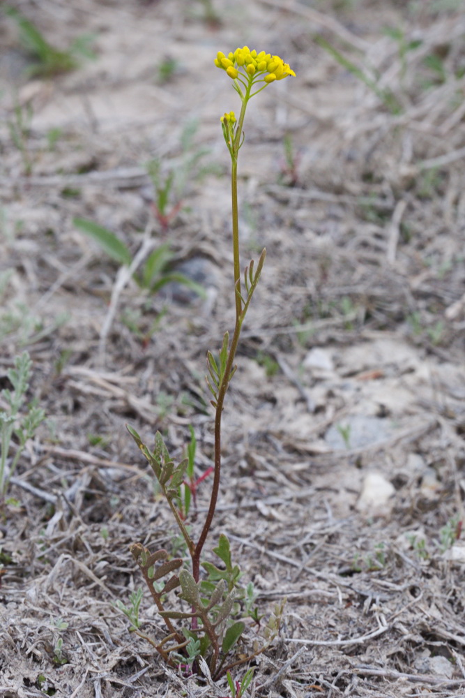 Image of Rorippa wolgensis specimen.