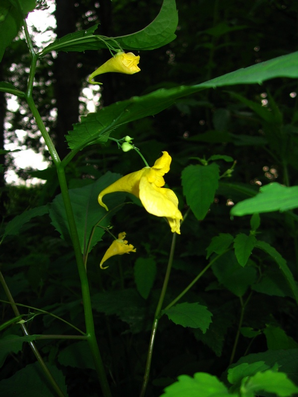 Image of Impatiens noli-tangere specimen.