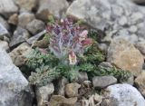 Pedicularis balkharica