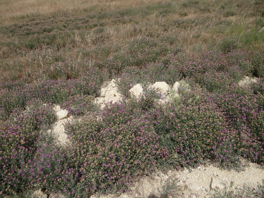 Image of Acroptilon repens specimen.