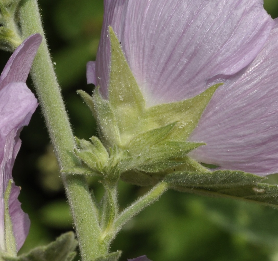 Image of genus Lavatera specimen.