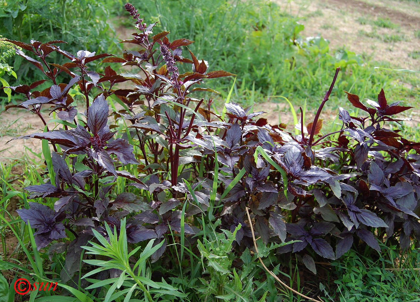 Изображение особи Ocimum basilicum.