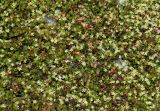 род Muehlenbeckia. Цветущие растения. Германия, г. Дюссельдорф, Ботанический сад университета. 02.06.2014.