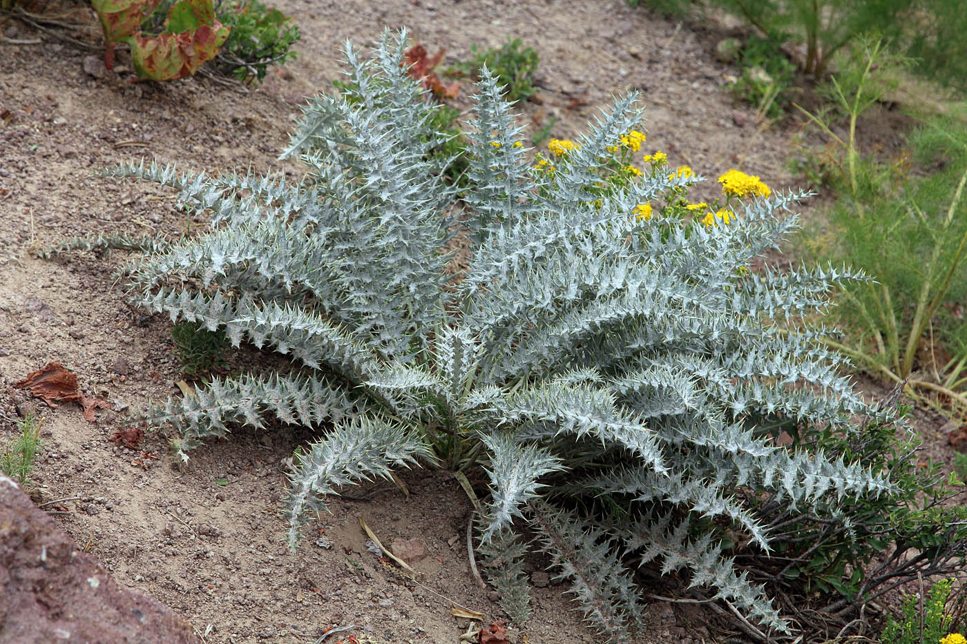 Image of Cousinia egregia specimen.