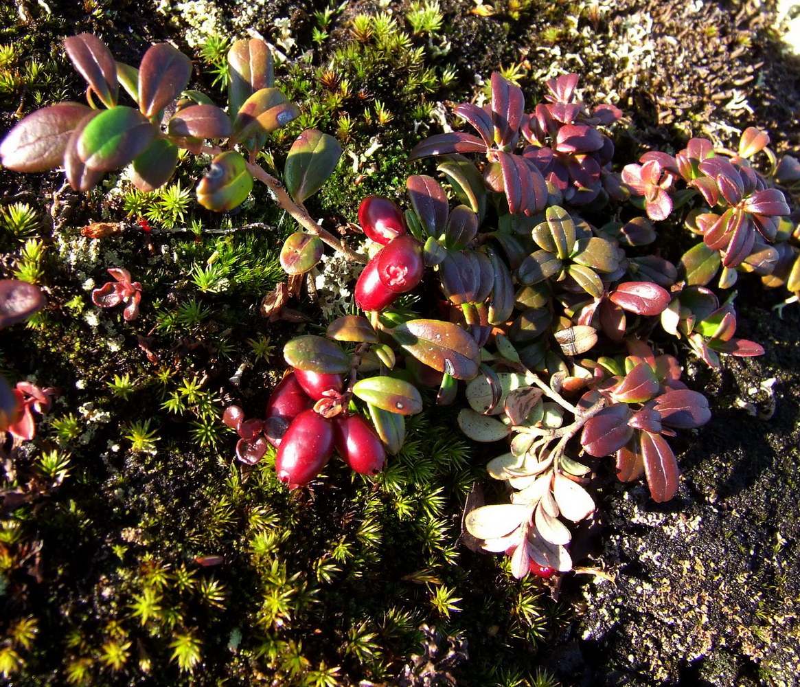 Изображение особи Vaccinium vitis-idaea var. minus.