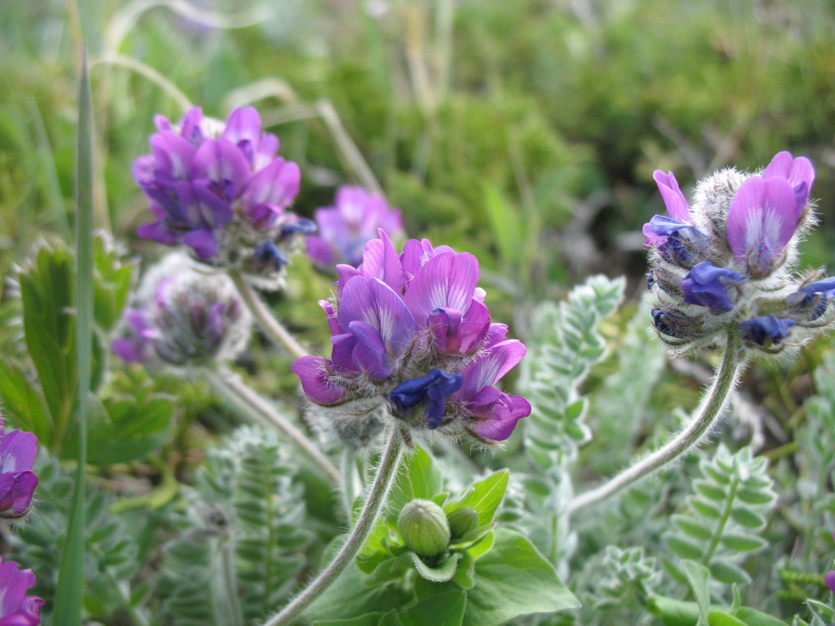 Изображение особи Oxytropis albovillosa.