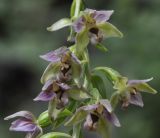 Epipactis subspecies degenii