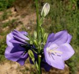 Campanula persicifolia