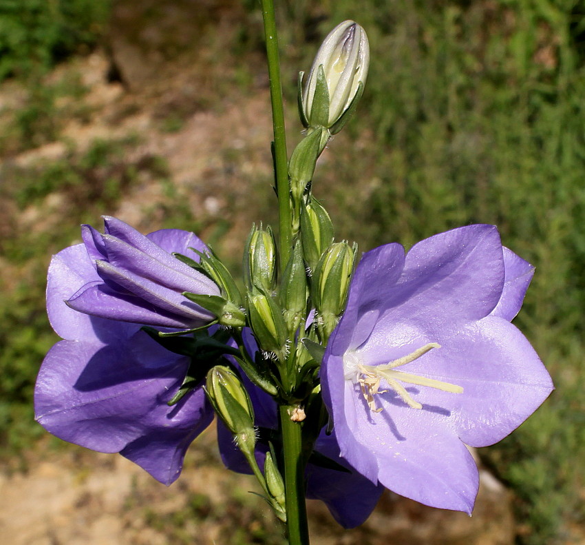 Image of Campanula persicifolia specimen.