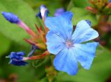 Ceratostigma willmottianum. Цветок. Украина, Кривой Рог, Ботанический сад НАН Украины, рокарий. 16.08.2014.