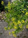 Isatis tinctoria