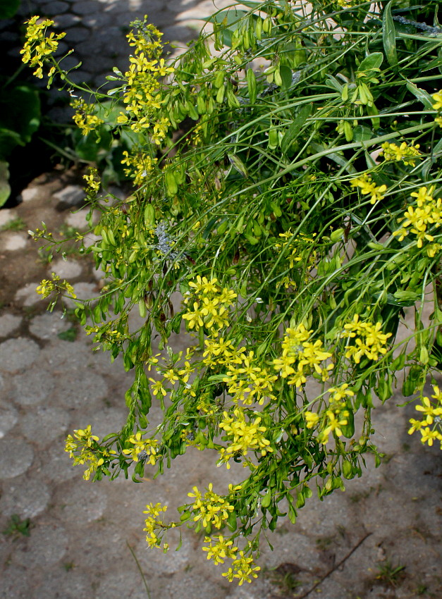 Изображение особи Isatis tinctoria.