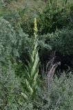 Verbascum thapsus