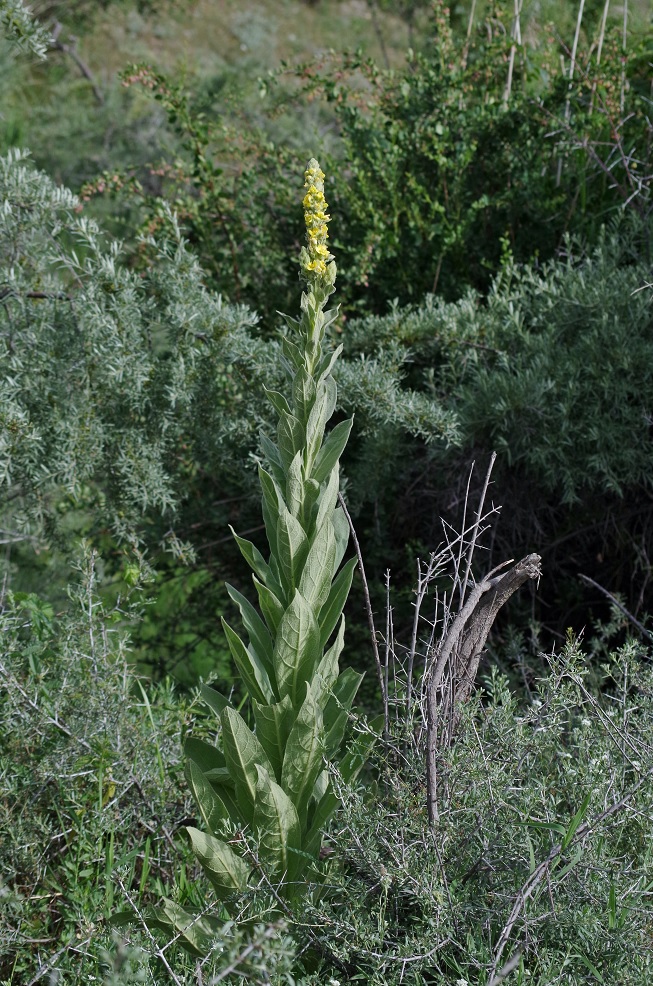 Изображение особи Verbascum thapsus.