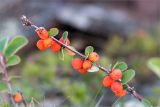 Cotoneaster cinnabarinus. Веточка с плодами. Кольский п-ов, Терский берег Белого моря, каменистая воронично-лишайниковая тундра. 01.08.2014.