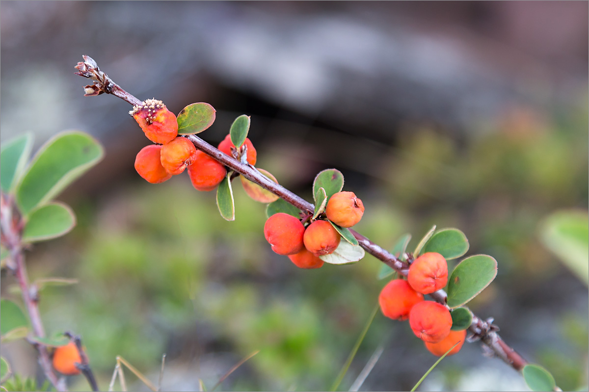 Изображение особи Cotoneaster cinnabarinus.