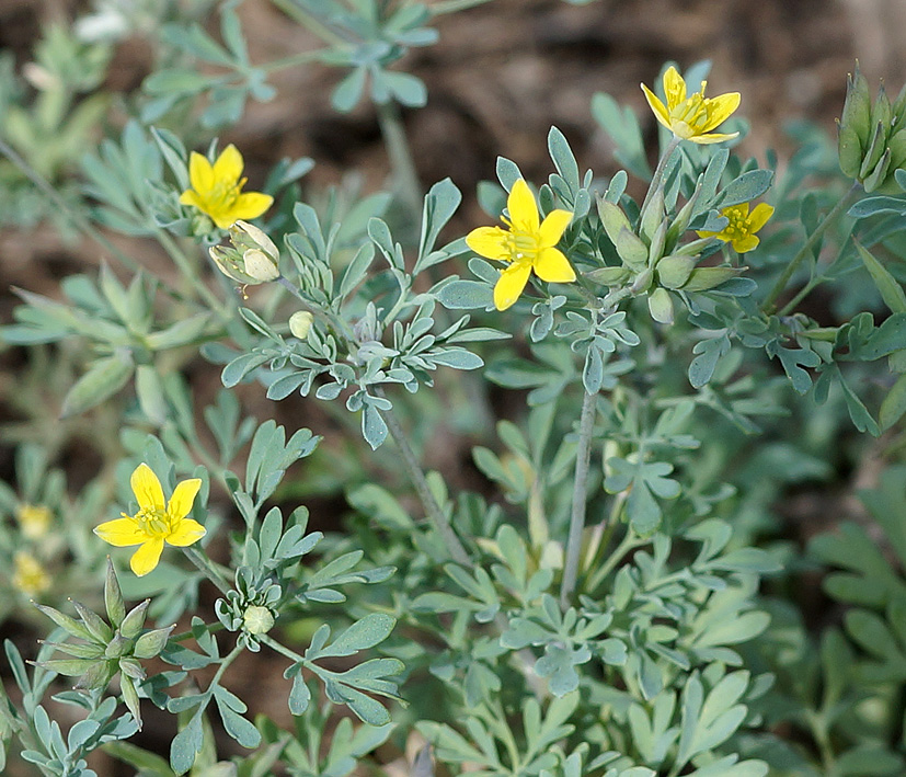 Image of Leptopyrum fumarioides specimen.