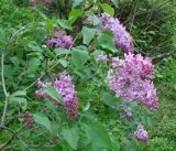 Syringa vulgaris. Ветки с соцветиями. Приморский край, Владивосток, Ботанический сад. 02.06.2008.