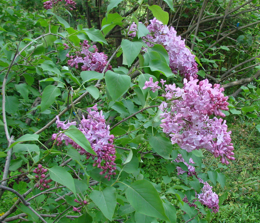 Изображение особи Syringa vulgaris.