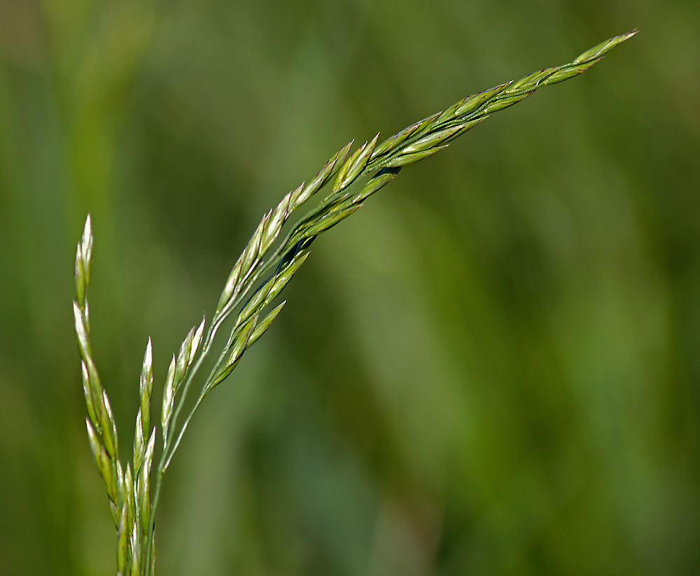 Изображение особи Festuca arundinacea.