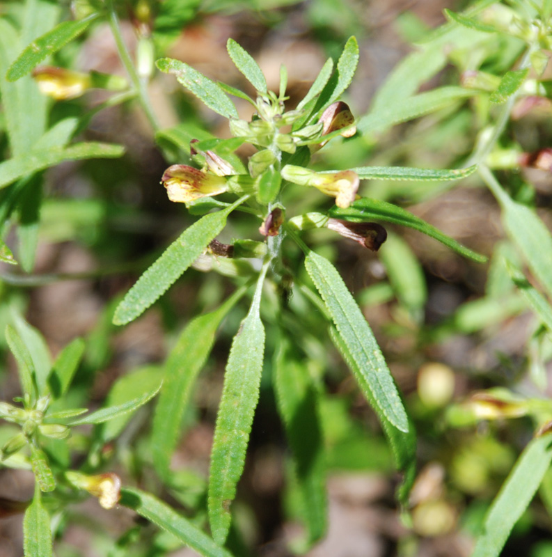 Изображение особи Pedicularis labradorica.