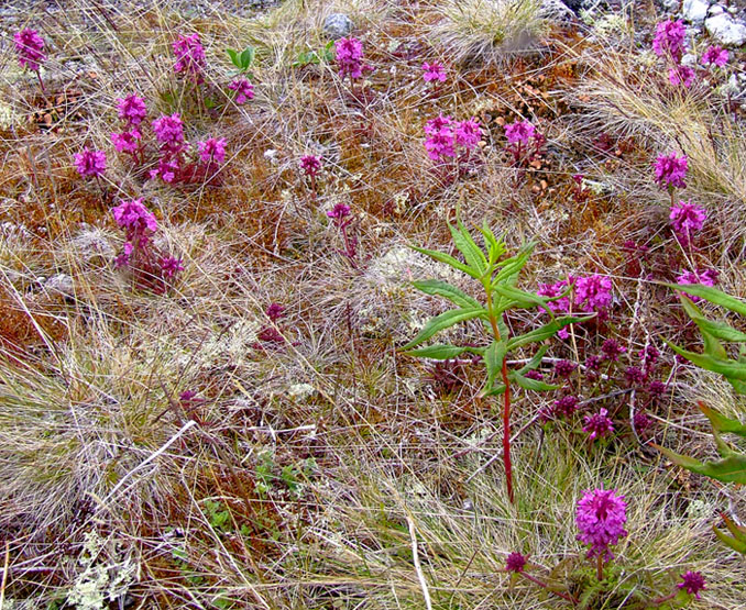 Image of Pedicularis verticillata specimen.