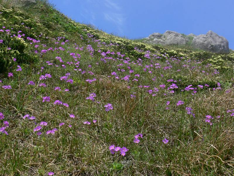 Изображение особи Primula cuneifolia.