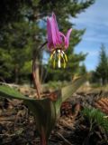 Erythronium sibiricum