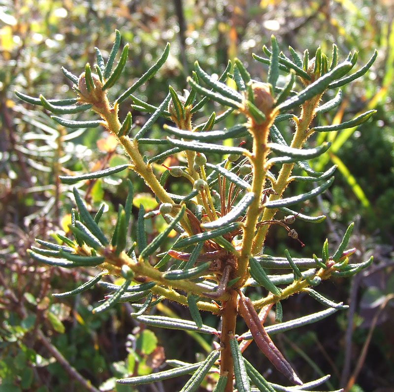 Image of Ledum palustre specimen.