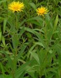 Inula salicina