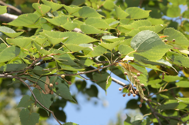 Image of Tilia amurensis specimen.