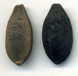 Echinocystis lobata. Семена различной степени зрелости. Курская обл., Железногорский р-н, пос. Каменец, дачи Жуковец, обочина дороги. 28 сентября 2009 г.