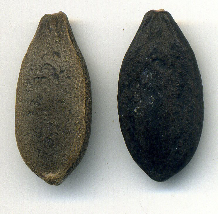 Image of Echinocystis lobata specimen.